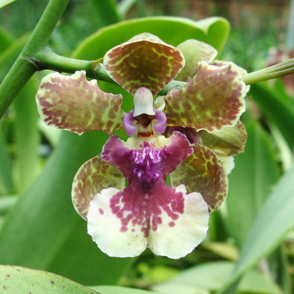 Oncidium Maureen (Oncidium Chanticleer × Oncidium Eximium) × Oncidium lanceanum (OC85)