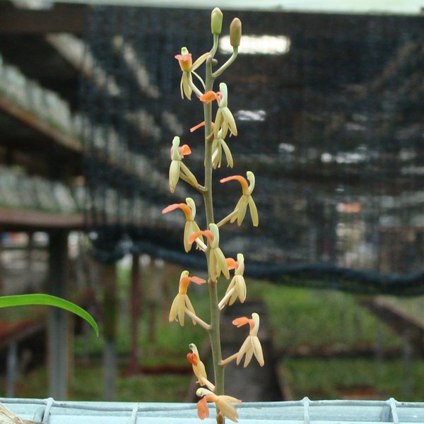 Liparis Latifolia (OC89)