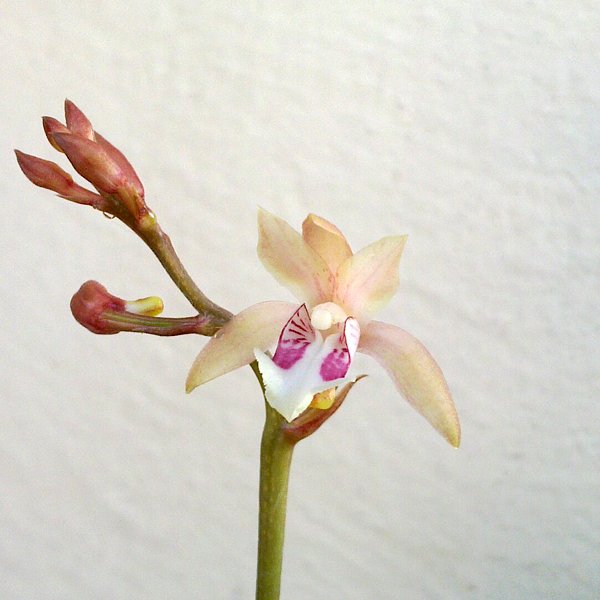 Oeceoclades Brassavola (OC97)