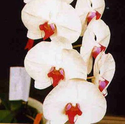 Phalaenopsis Shang Lin Lady × Phalaenopsis Luchia Lip 'MD' (P82S)