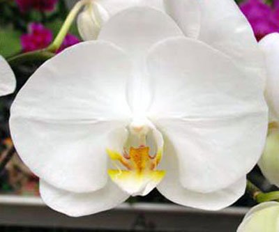 (Phalaenopsis Taisuco Kaaladian - Sogo White) '2395' × Phalaenopsis Cygnus 'Regnus' (P98S)