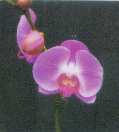 Doritaenopsis Tien Nong Cinderella 'Wu' × (Doritaenopsis Sogo Davis - Minho Valentine) (P99S)