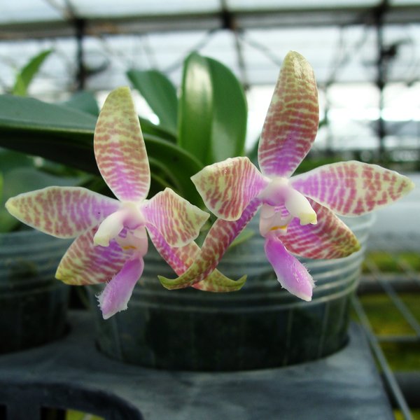 Phalaenopsis hieroglyphica (PS01)