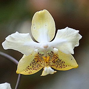 Phalaenopsis stuartiana var. nobilis (PS03)