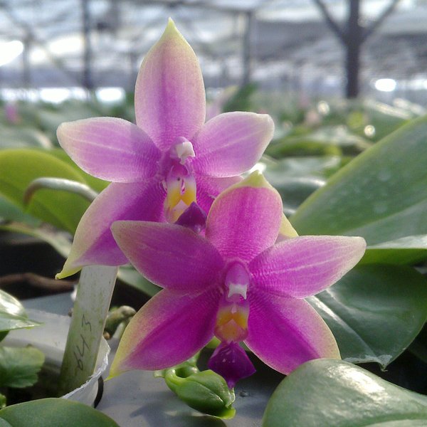 Phalaenopsis violacea 'Blue Malaysia' × 'Dark Red US' (PS05)