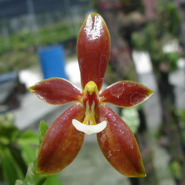 Phalaenopsis cornu-cervi 'Red' (PS08)