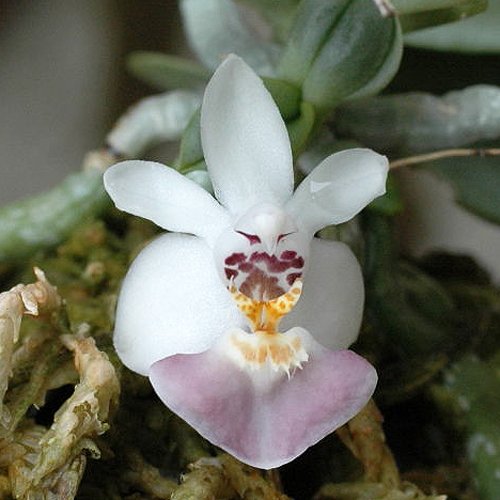 Phalaenopsis parishii (PS12)