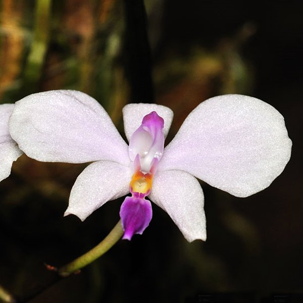 Phalaenopsis lowii (PS14)