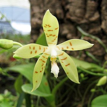 Phalaenopsis pallens (PS16)