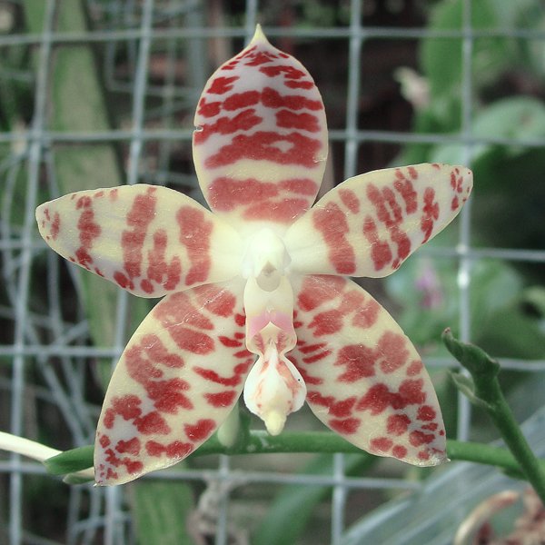 Phalaenopsis Amboinensis (white) (PS19)