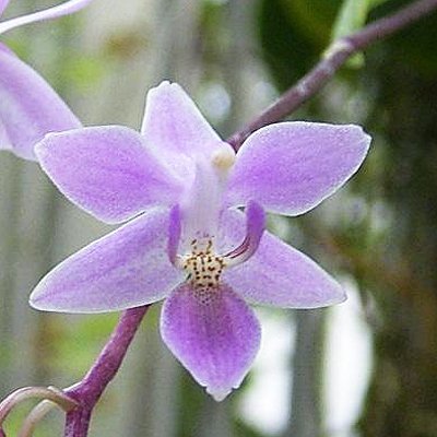 Phalaenopsis equestris var. Rosea (PS20)