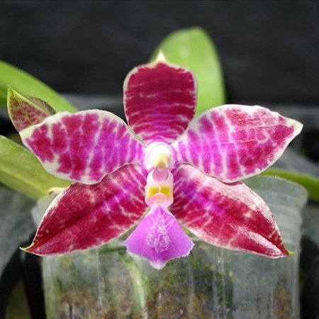 Phalaenopsis leuddermaniana 'solid red × dark red' (PS21)