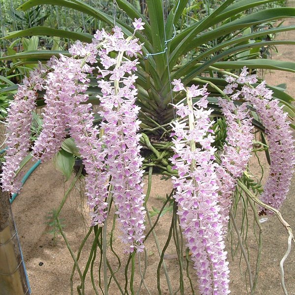 Rhynchostylis Retusa (R67)