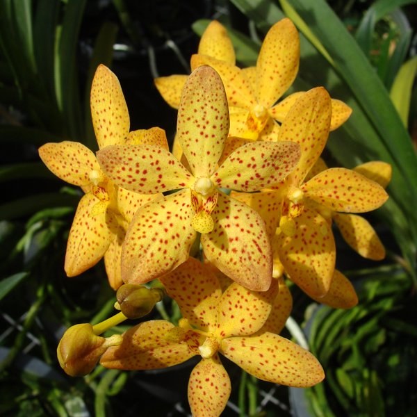 Rhynchostylis Monachiea × Ascda Fuch Gold (R70)