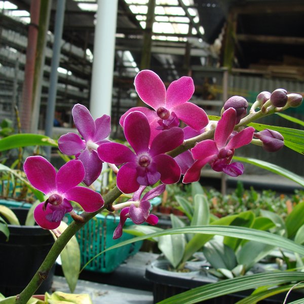 Opsistylis Suree 'See's' AM/AOS (R73)