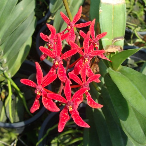 Renanthera Singapore (R83)