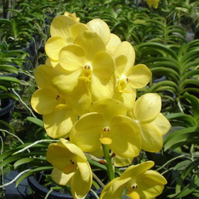 Ascocenda Jeannette Brandon (SA04)