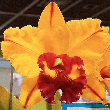 Brassolaeliocattleya Tainan Gold 'Golden Oriole' AM/AOS (SC01)