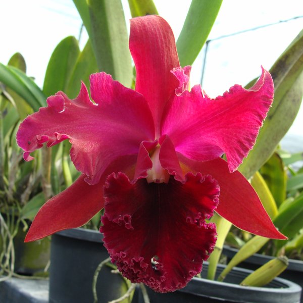 Brassolaeliocattleya Chia Lin New City (SC02)