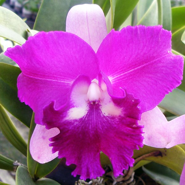 Brassolaeliocattleya Dorcille Little 'Charichang' (SC04)