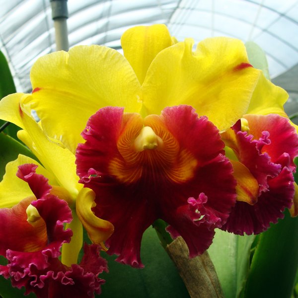Brassolaeliocattleya Williette Wong 'The Best' AM/AOS (SC05)