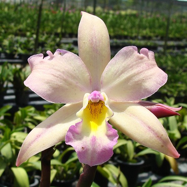 Iwan Appleblossom 'Vejrarut' (SC09)