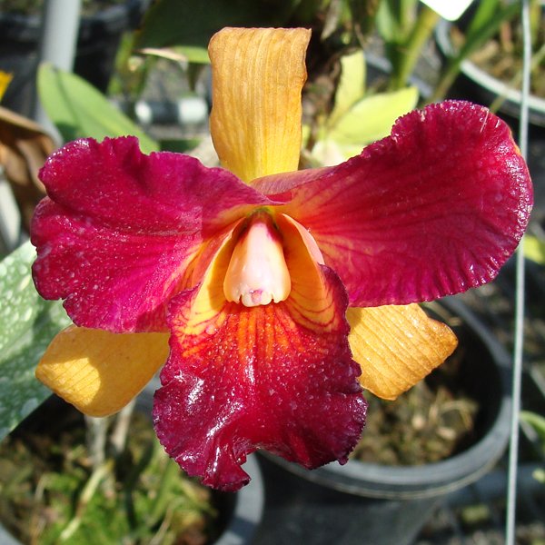 Brassolaeliocattleya Tzeng-Wen Beauty 'Budai' (SC100)