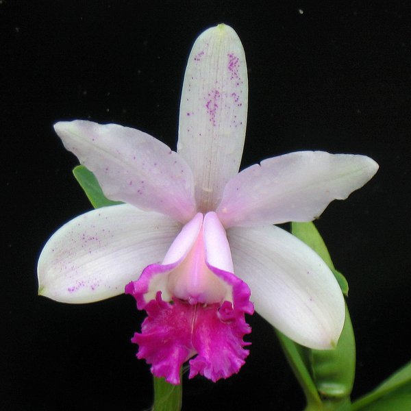 Cattleya intermedia v orlata 'Rio' (SC102)