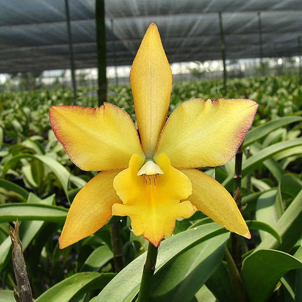 Cattleya Iwan Appleblossom 'Golden Elf' (SC103)