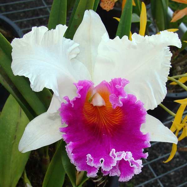 Brassolaeliocattleya Memoria Tiang 'Pipop' (SC104)
