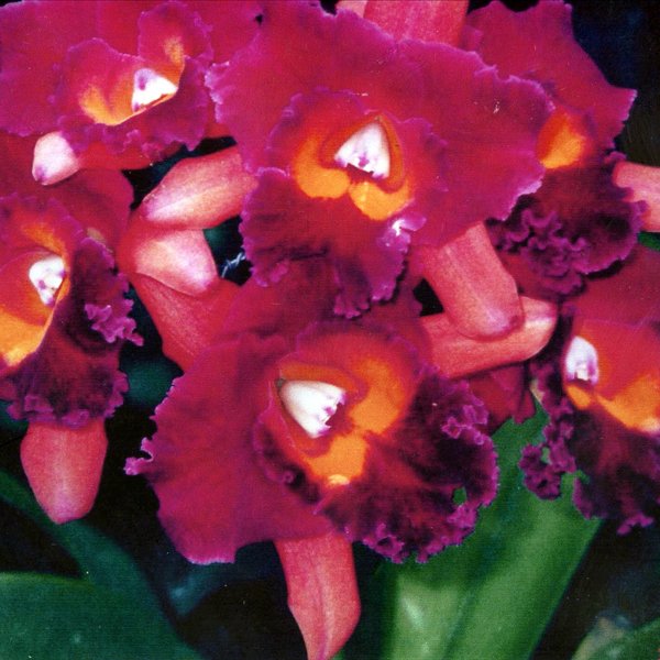 Laeliocattleya Lisa Ann × Blc Buttercup (SC105)