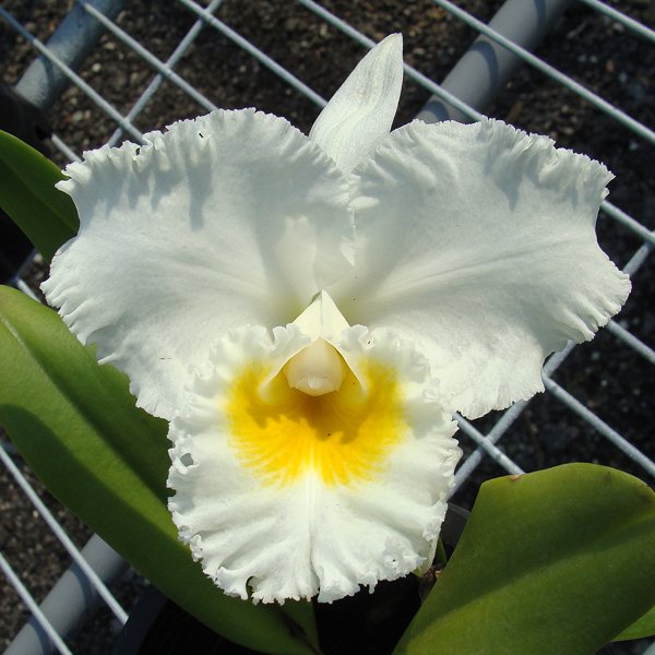 Cattleya orchid