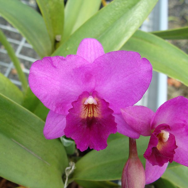 Cattleytonia Rosy Jewel 'Ewa' AM/AOS (SC107)