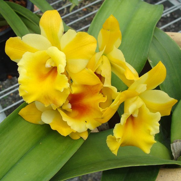Brassolaeliocattleya Haadyai Delight × Lc Loog Tone (SC110)
