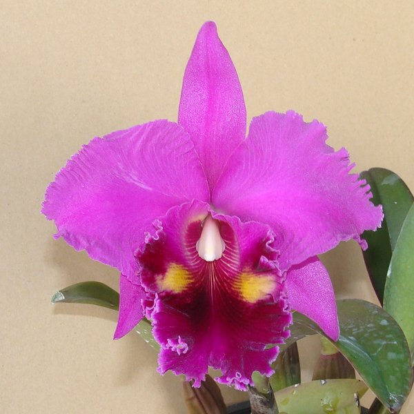 Brassolaeliocattleya Lucky Strike 'Golden Ring' AM (SC112)