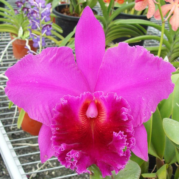 Brassolaeliocattleya Bua Khum (SC113)