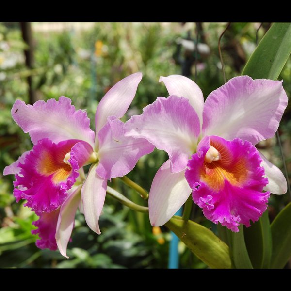 Brassolaeliocattleya Pink Diamond 'Yenrudee' AM/CST (SC116)