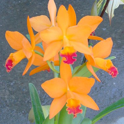 Potinara Shinfong Dawn (SC117)