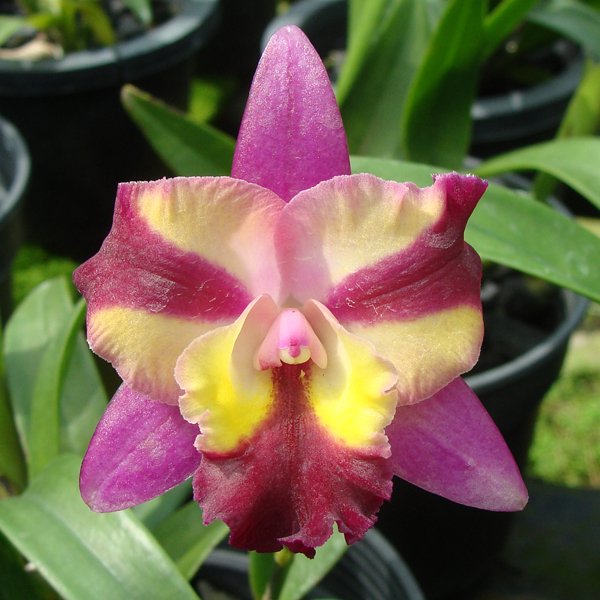 Hawkinsara Sogo Doll 'Little Angel' AM/AOS (SC118)