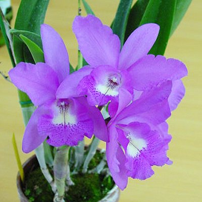 Brassocattleya Little Mermaid (SC125)