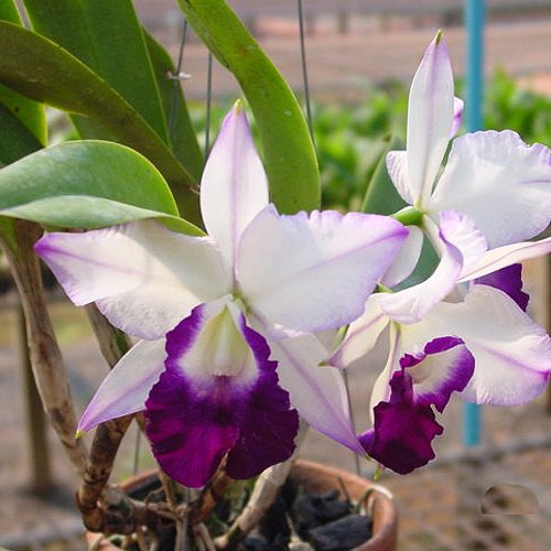 Laeliocattleya Memoria Robert Strait 'Blue Hawaii' AM/AOS (SC126)