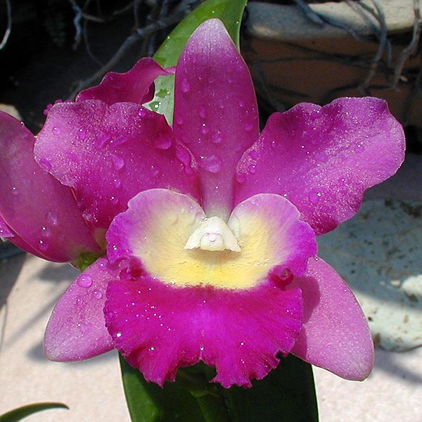 Brassolaeliocattleya Sa-Ngob Delight 'Sa -Ngob' AM/AOS (SC130)