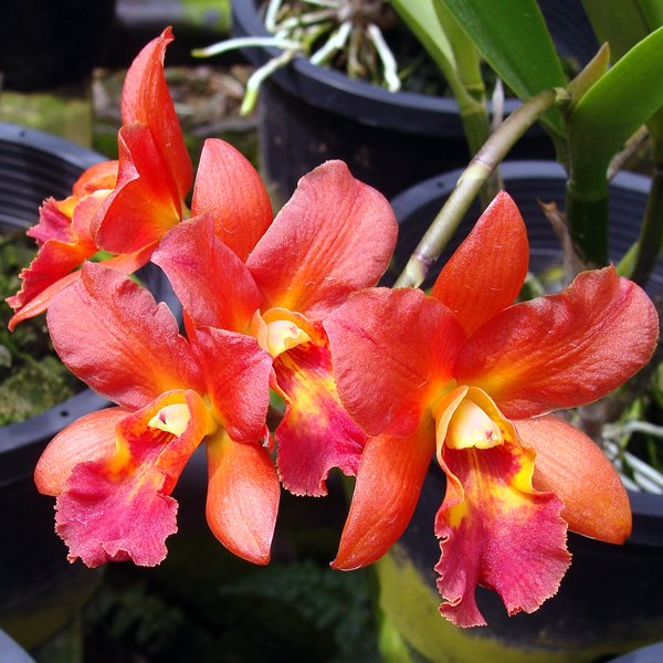 Brassocattleya Star Trek 'Orange' (SC131)