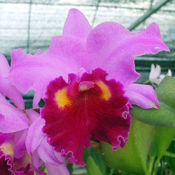 Brassolaeliocattleya Irene Finney 'York' AM/AOS (SC132)