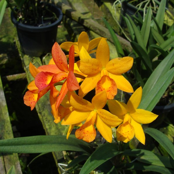 Brassocattleya Hidden 'Gold' (SC133)