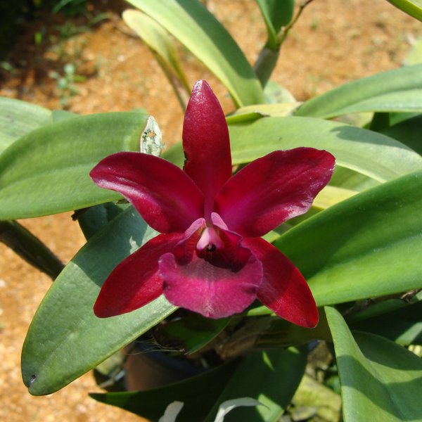 Cattleya Netrasiri Fame (SC134)