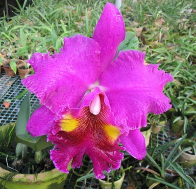 Brassolaeliocattleya Lucky Strike 'Mongkoltrakul' FCC (SC18)