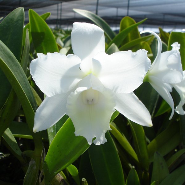 Cattleya Hawaiian Wedding Song 'Virgin' HCC/AOS (SC24)