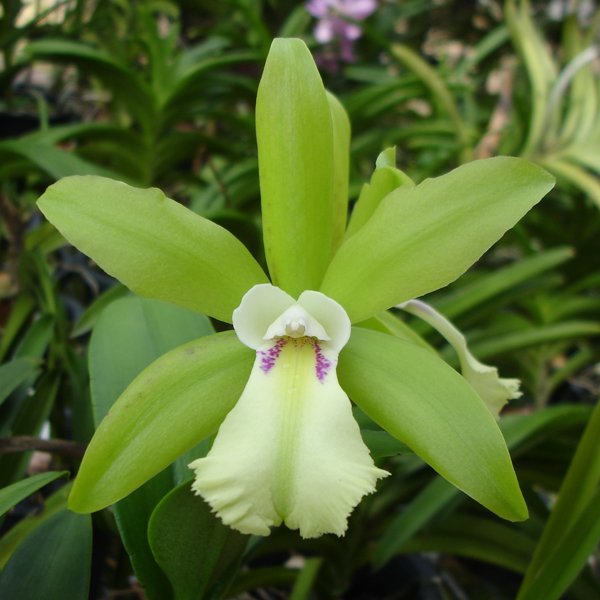 Brassocattleya Nodosa ‘ DIG’ × Netrasiri Beauty (SC26)