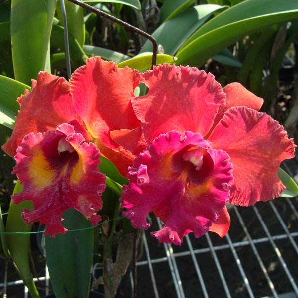 Laeliocattleya Tainan City 'General' HCC/AOS (SC27)